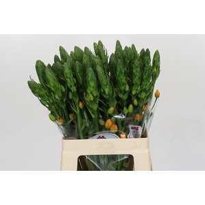 Ornithogalum Dubium Magic Star