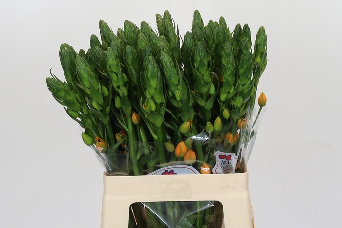 <h4>Ornithogalum dubium 'Magic Star'</h4>
