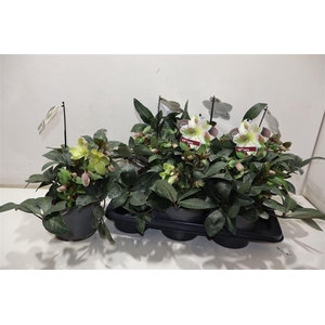 arr8 Hell Viv Valeria