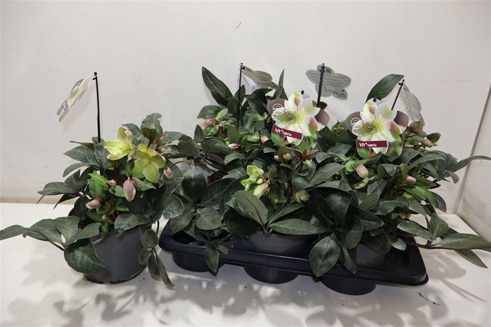 <h4>arr8 Hell Viv Valeria</h4>