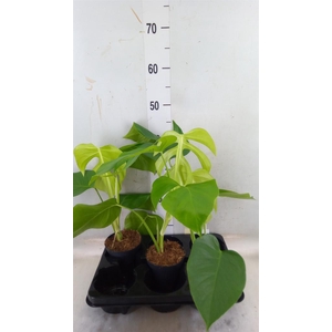 Monstera   ...