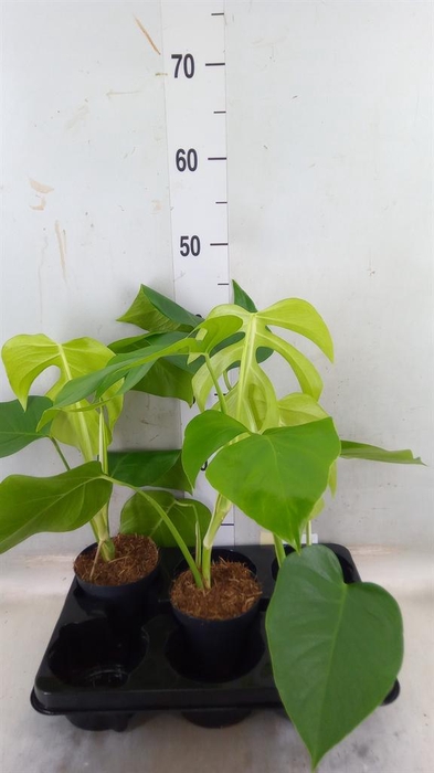 <h4>Monstera   ...</h4>