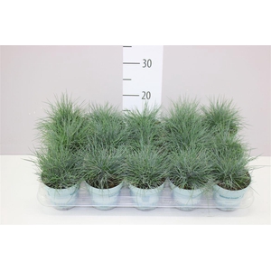 Festuca Gl. Compacta Blue