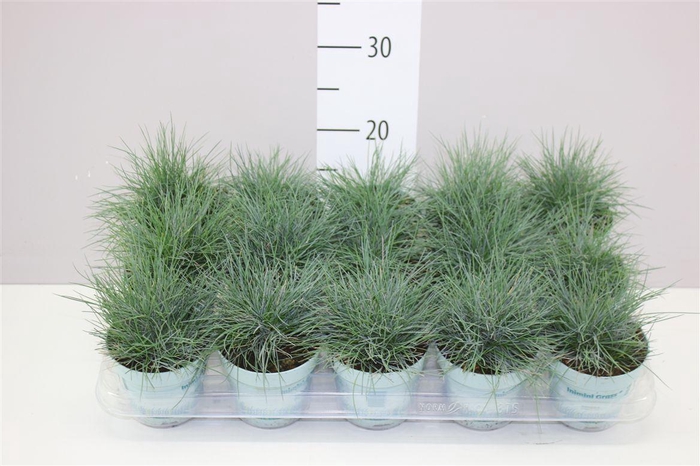 <h4>Festuca Gl. Compacta Blue</h4>