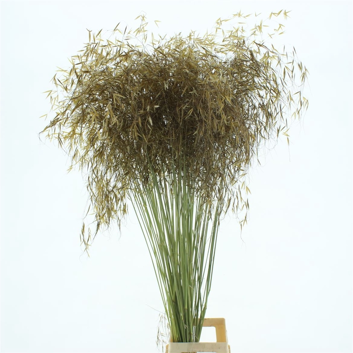 <h4>Dried Stipa Gold</h4>