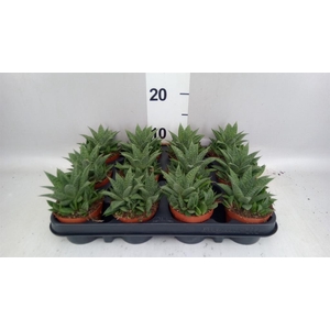 Gasteria