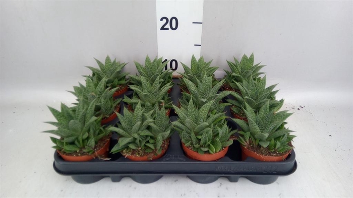 <h4>Gasteria</h4>