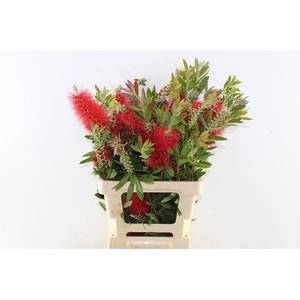 Callistemon