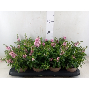 Angelonia  'Serena Lavender'