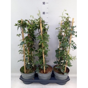 Clematis forst. 'Avalanche'