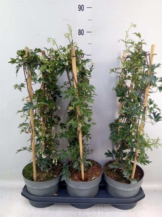 <h4>Clematis forst. 'Avalanche'</h4>