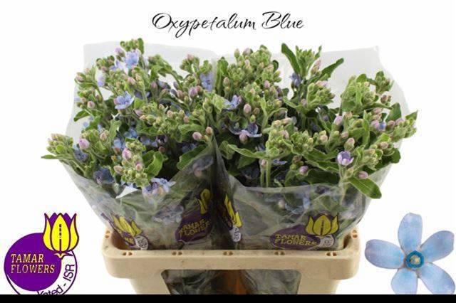 <h4>OXY CO TAN PURE BLU</h4>