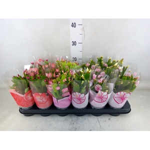 Schlumbergera   ...mix 3