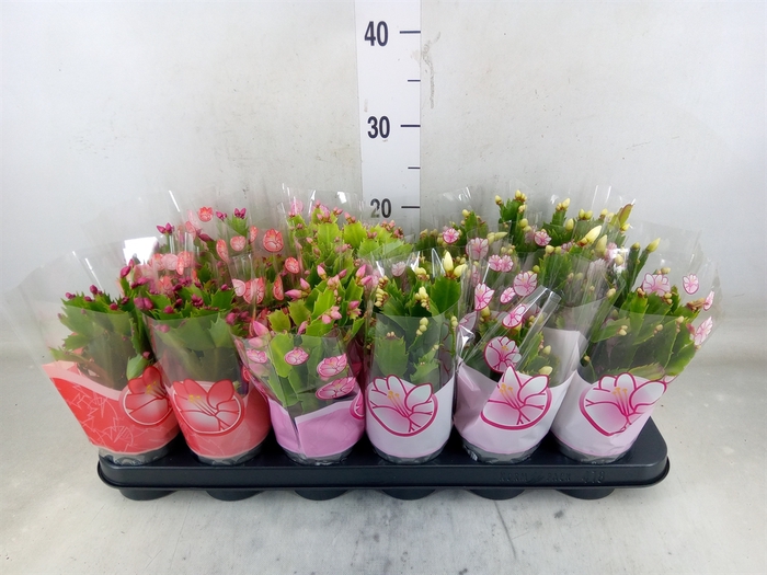 <h4>Schlumbergera   ...mix 3</h4>