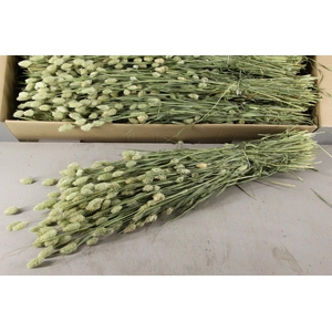 DF Phalaris Bs