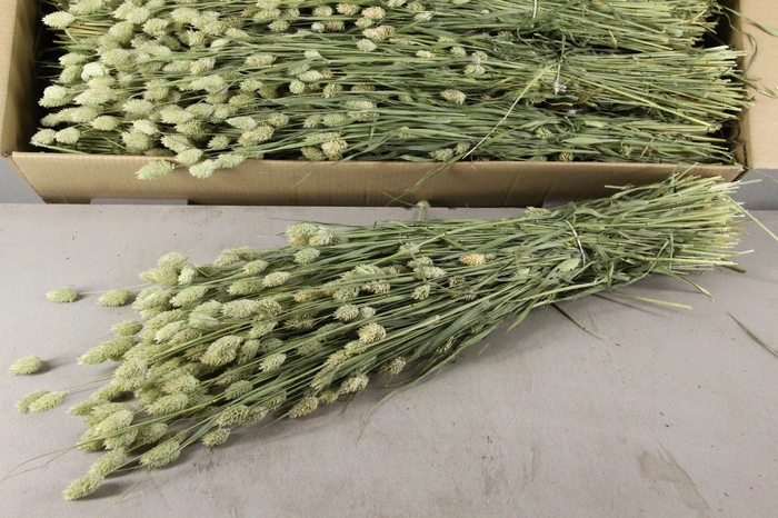 <h4>DF Phalaris Bs</h4>