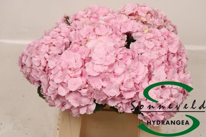 <h4>HORT VERENA PINK</h4>