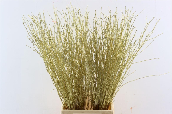 <h4>Berk 70cm Gl Goud Pbs</h4>