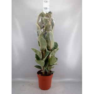 Ficus elastica 'Tineke'