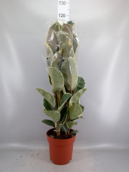 <h4>Ficus elastica 'Tineke'</h4>