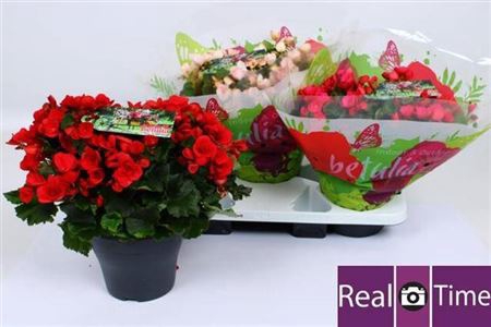 <h4>Beg En Betulia Gem</h4>