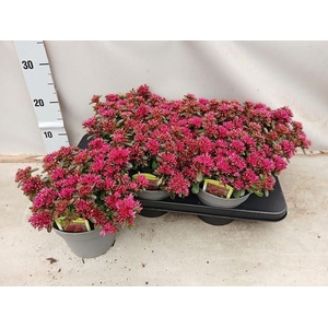 SEDUM SPU SPOT D ROS