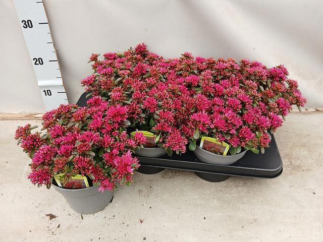 <h4>SEDUM SPU SPOT D ROS</h4>