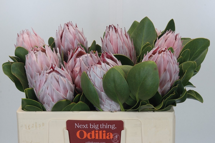 Protea Cynaroides