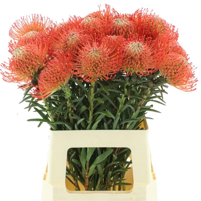 <h4>Leuco Co Succession</h4>