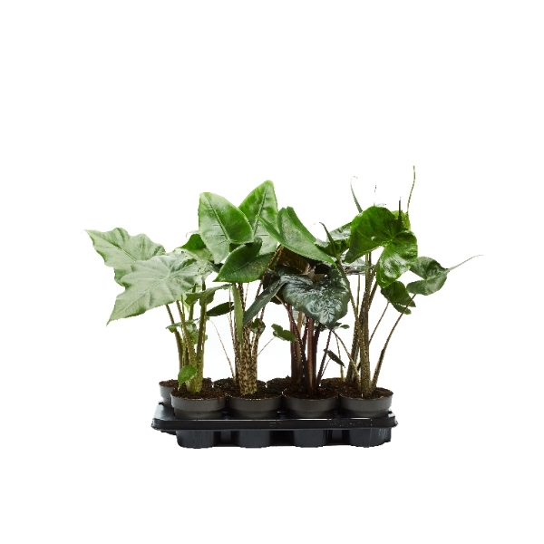 <h4>Alocasia mix</h4>