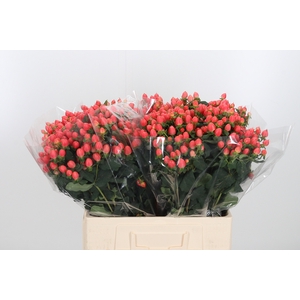 Hyp Mag Roy Princess