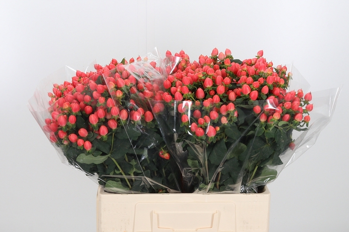 <h4>Hyp Mag Roy Princess</h4>