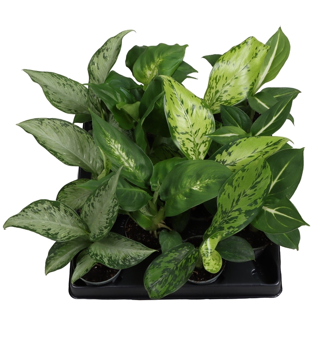 <h4>DIEFF OV GEM</h4>