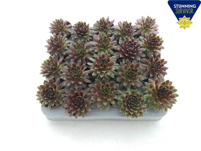 <h4>SEMP ARACHNOIDEUM</h4>