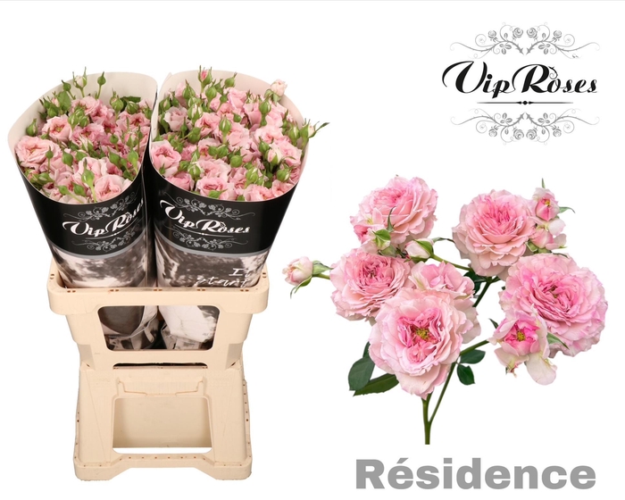 <h4>R TR RESIDENCE!</h4>