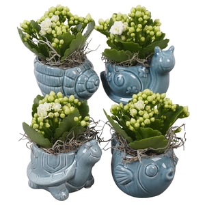 Arr.   Planten L%