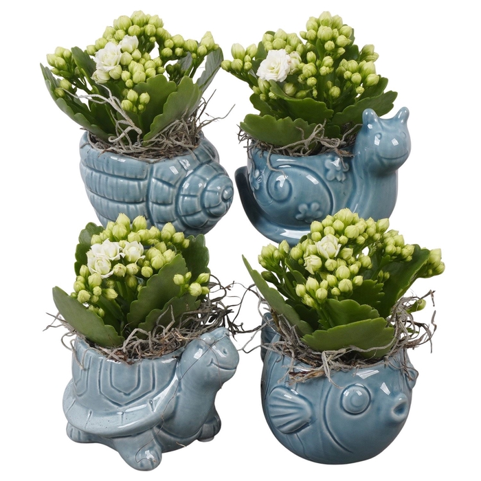 <h4>Arr.   Planten L%</h4>