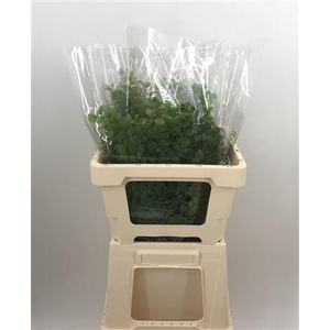 Adiantum Verde