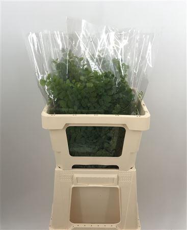 <h4>Adiantum Verde</h4>