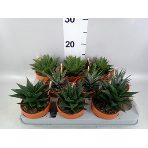 Aloe   ...mix