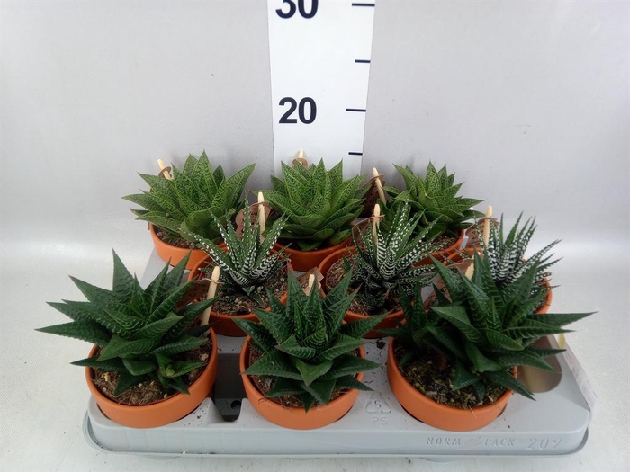 <h4>Aloe   ...mix</h4>