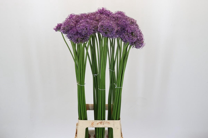 <h4>Allium Gladiator</h4>