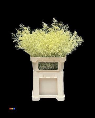 <h4>Limonium Creme</h4>