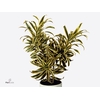 Dracaena refl. 'Song of India'