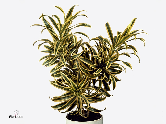 Dracaena refl. 'Song of India'
