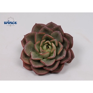 Echeveria Moranii Cutflower