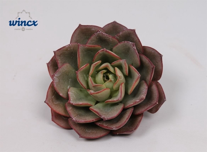 <h4>Echeveria Moranii Cutflower</h4>