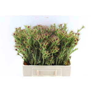 LEUCAD JUBILEE CROWN