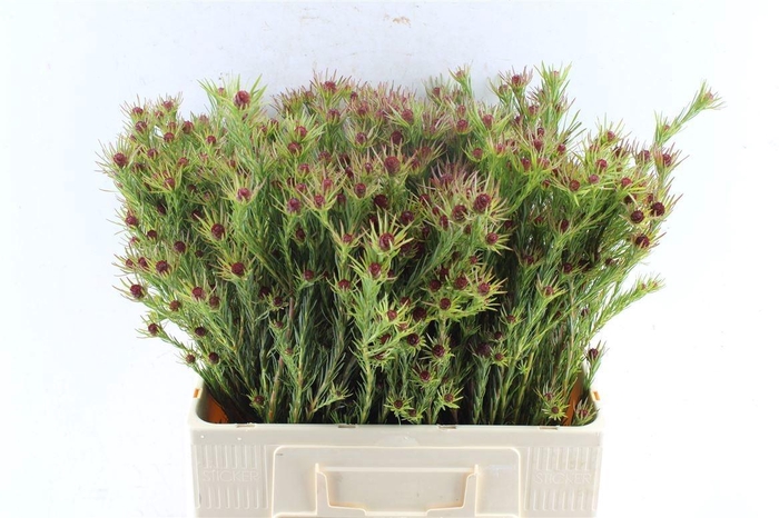 <h4>LEUCAD JUBILEE CROWN</h4>