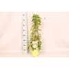 Thunbergia Orange Piramide